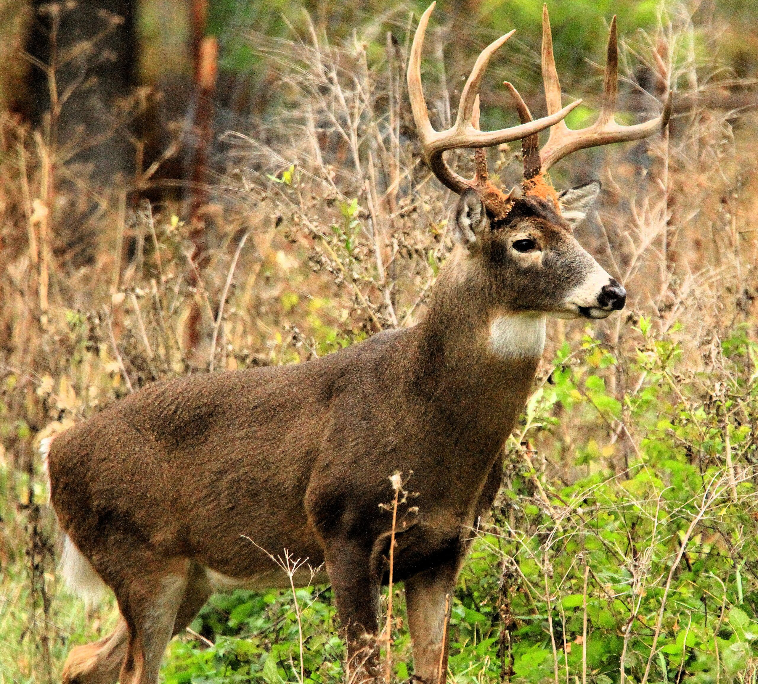 NYS Hunter Safety Ed. is required for license News, Sports, Jobs